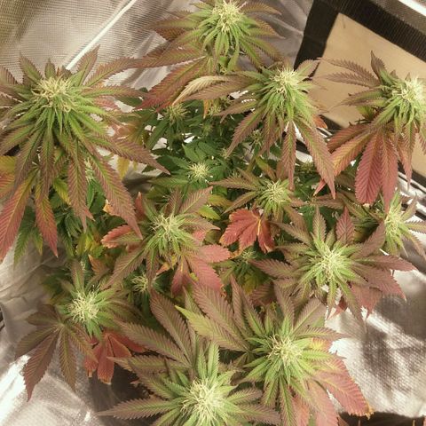 Cake Raspberry Punch #2 growlog timeline photo
