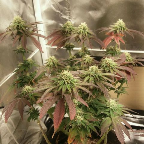 Cake Raspberry Punch #2 growlog timeline photo