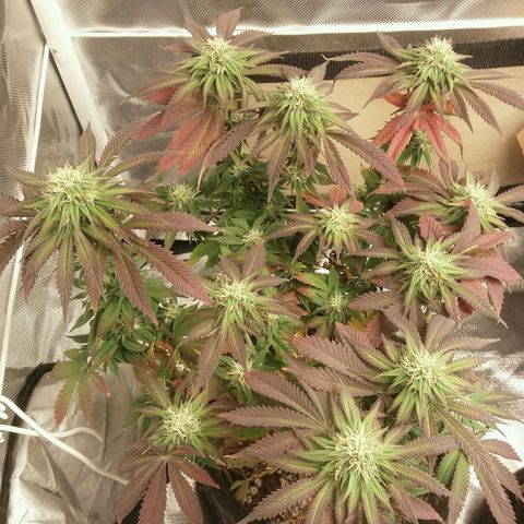 Cake Raspberry Punch #2 growlog timeline photo