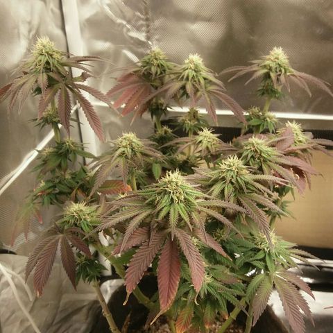 Cake Raspberry Punch #2 growlog timeline photo