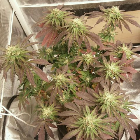 Cake Raspberry Punch #2 growlog timeline photo