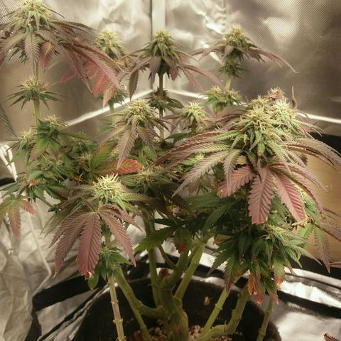 Cake Raspberry Punch #2 growlog timeline photo