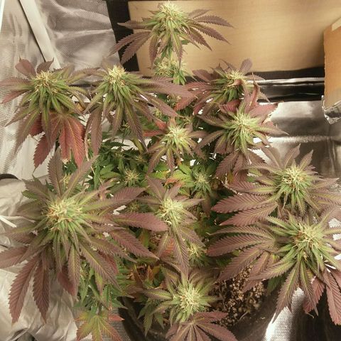 Cake Raspberry Punch #2 growlog timeline photo