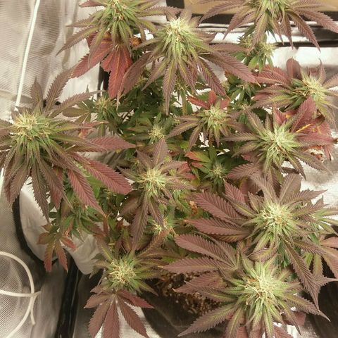Cake Raspberry Punch #2 growlog timeline photo