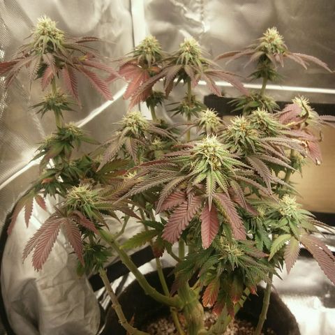 Cake Raspberry Punch #2 growlog timeline photo
