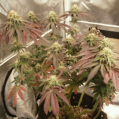 Cake Raspberry Punch #2 growlog timeline photo