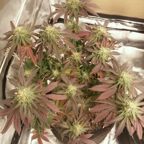 Cake Raspberry Punch #2 growlog timeline photo