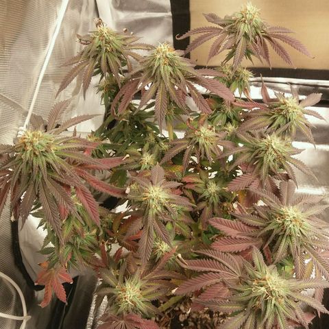 Cake Raspberry Punch #2 growlog timeline photo