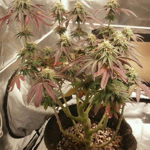 Cake Raspberry Punch #2 growlog timeline photo