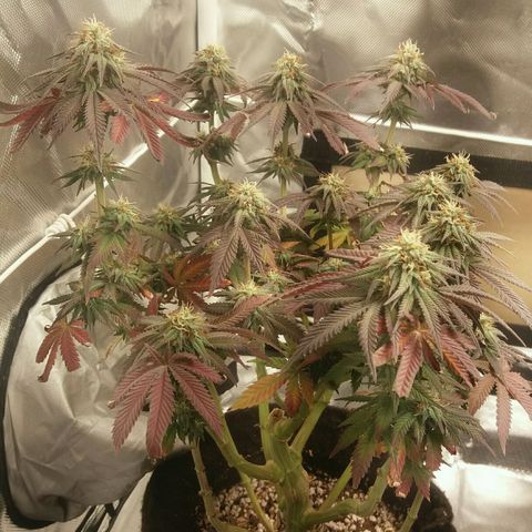 Cake Raspberry Punch #2 growlog timeline photo