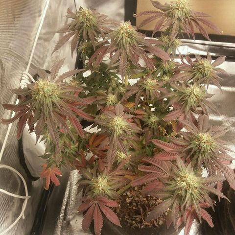 Cake Raspberry Punch #2 growlog timeline photo