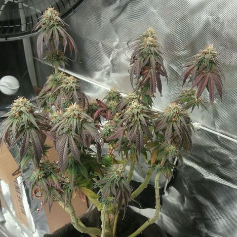 Cake Raspberry Punch #2 growlog timeline photo