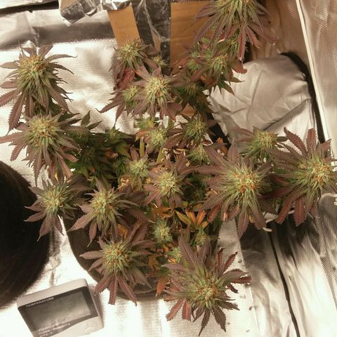 Cake Raspberry Punch #2 growlog timeline photo