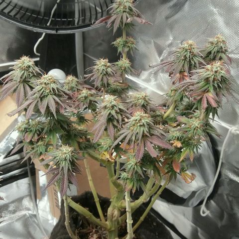 Cake Raspberry Punch #2 growlog timeline photo