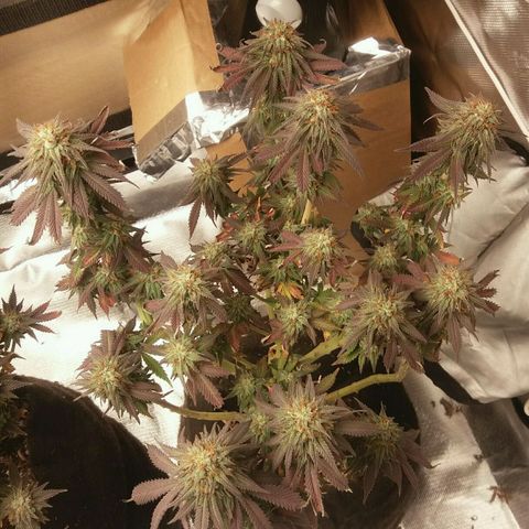 Cake Raspberry Punch #2 growlog timeline photo