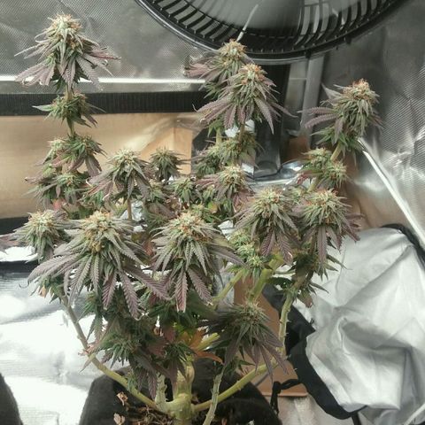Cake Raspberry Punch #2 growlog timeline photo