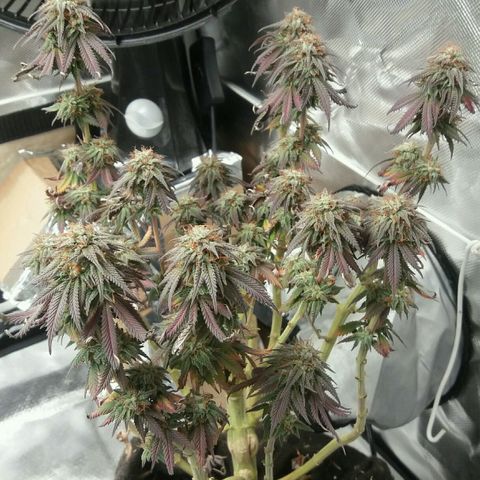 Cake Raspberry Punch #2 growlog timeline photo