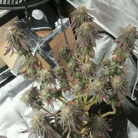 Cake Raspberry Punch #2 growlog timeline photo
