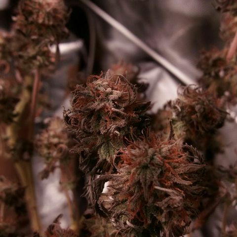 Cake Raspberry Punch #2 growlog timeline photo