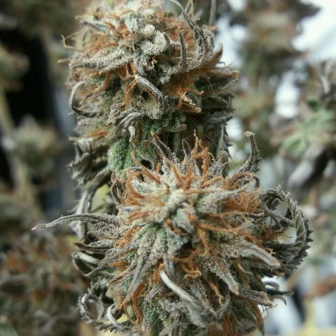Cake Raspberry Punch #2 growlog timeline photo