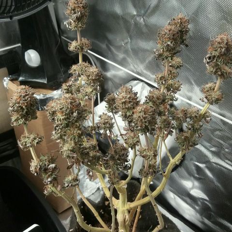 Cake Raspberry Punch #2 growlog timeline photo