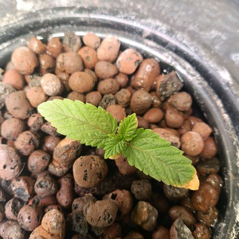 Tangie growlog timeline photo