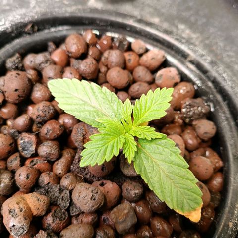 Tangie growlog timeline photo