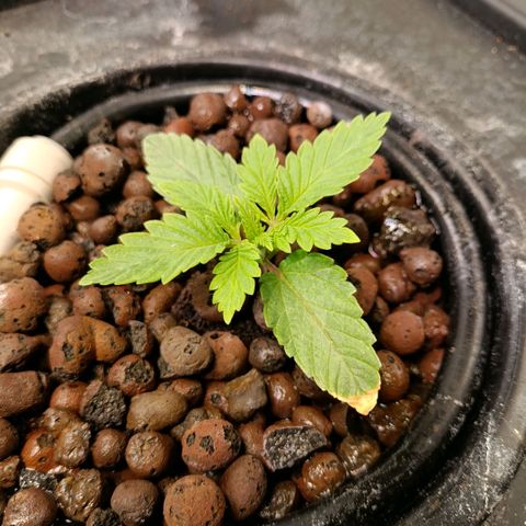 Tangie growlog timeline photo