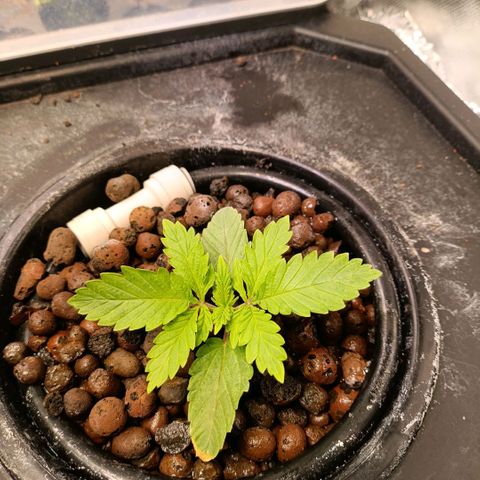 Tangie growlog timeline photo