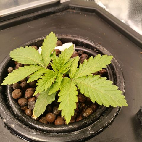 Tangie growlog timeline photo