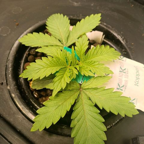 Tangie growlog timeline photo