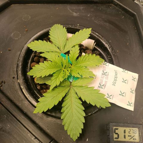 Tangie growlog timeline photo