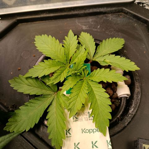 Tangie growlog timeline photo