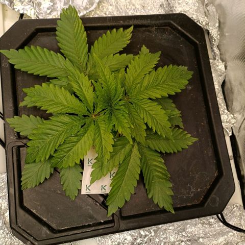Tangie growlog timeline photo
