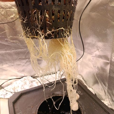Tangie growlog timeline photo