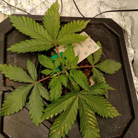 Tangie growlog timeline photo