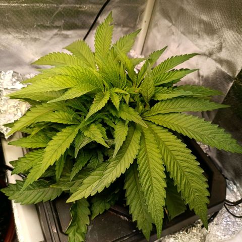 Tangie growlog timeline photo