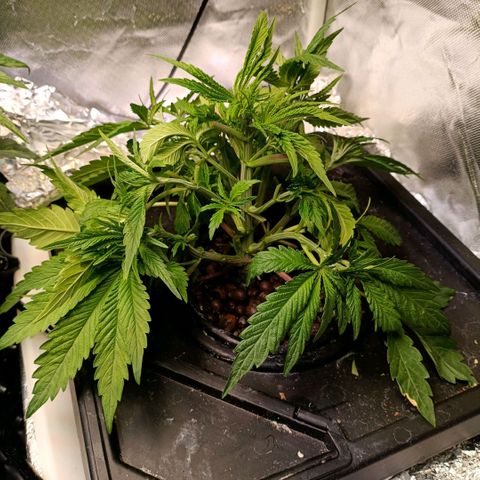 Tangie growlog timeline photo
