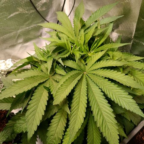 Tangie growlog timeline photo