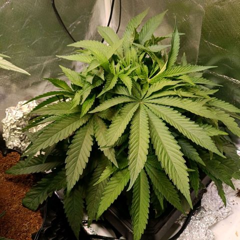 Tangie growlog timeline photo