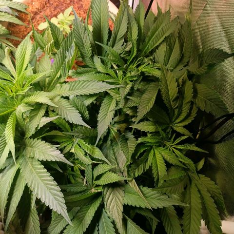 Tangie growlog timeline photo