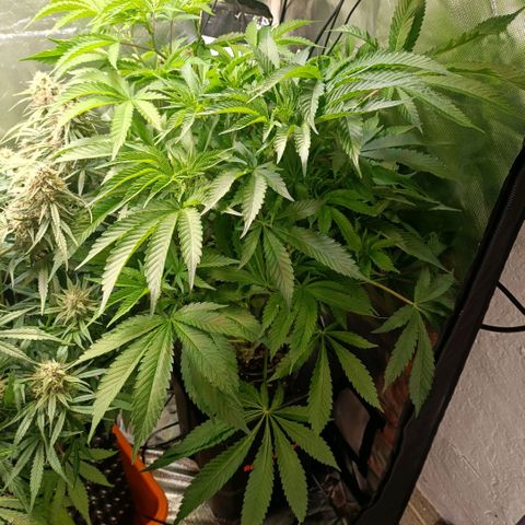 Tangie growlog timeline photo