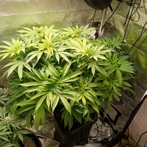 Tangie growlog timeline photo