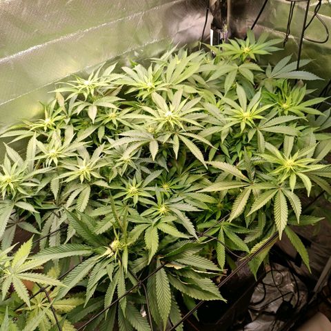 Tangie growlog timeline photo