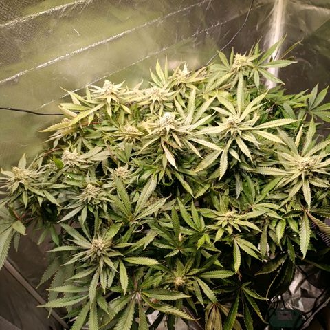 Tangie growlog timeline photo