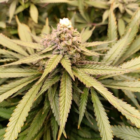 Tangie growlog timeline photo