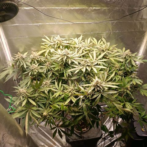 Tangie growlog timeline photo