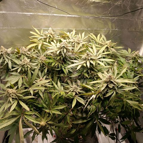 Tangie growlog timeline photo