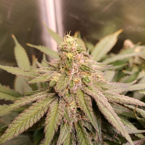 Tangie growlog timeline photo