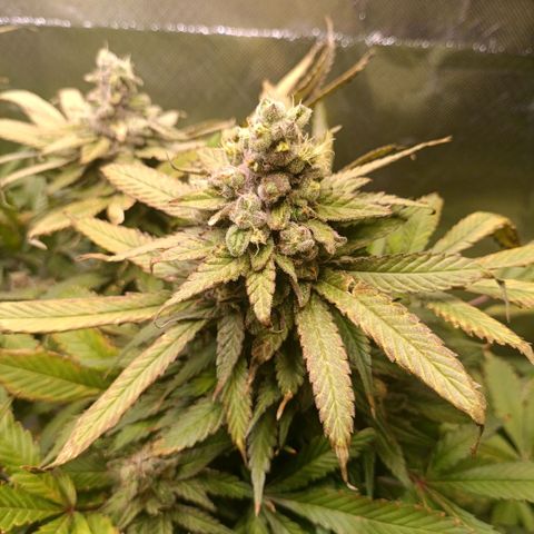 Tangie growlog timeline photo
